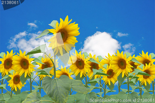 Image of sunflowers bloom over a blue sky