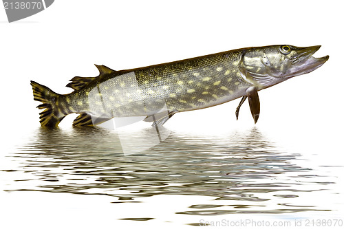 Image of pike fish jumping out of water