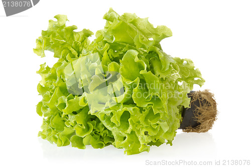 Image of green lettuce with reflection on white