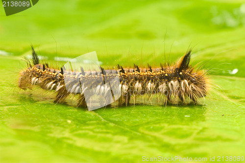 Image of macro shot of caterpillar