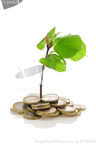 Image of Green plant growing from the coins