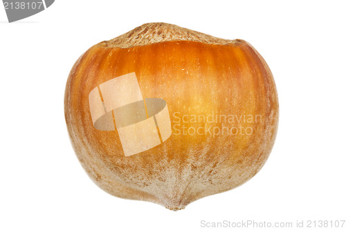 Image of Close-up of hazelnut