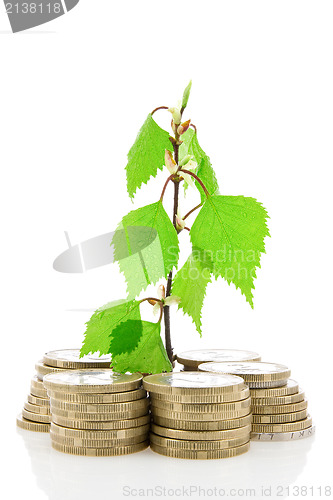 Image of Coins and green plant