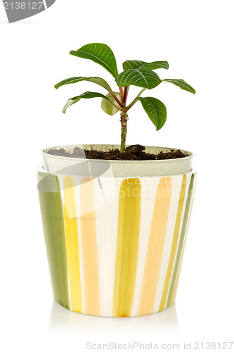 Image of pot with house plant