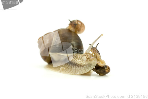 Image of busy snails family