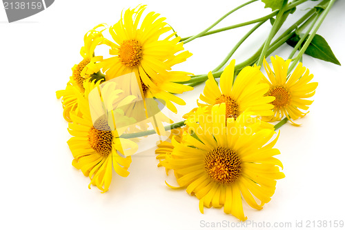 Image of yellow daisies over a white background