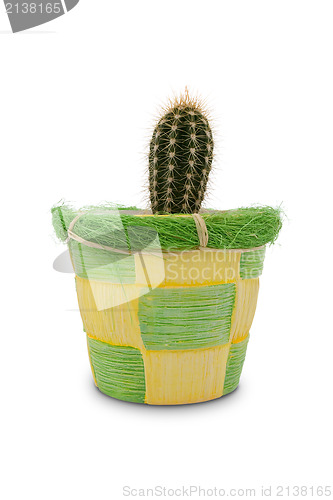 Image of cactus in a decorative pot