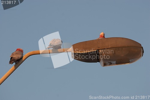 Image of Galahs on a Light