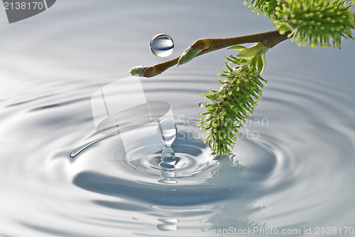 Image of  buds in the water
