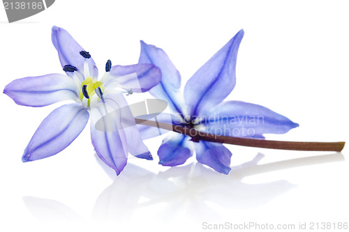 Image of blue  flower with reflection