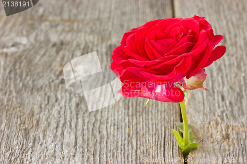 Image of rose growing in a wood floor