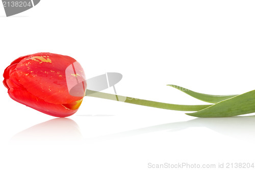 Image of red tulip with reflection 