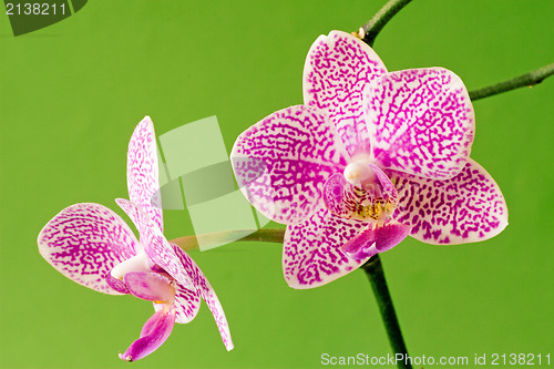 Image of violet orchid on green background