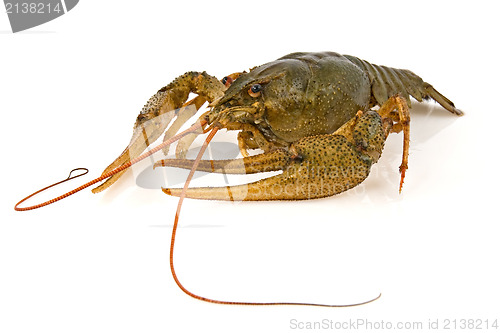 Image of crayfish