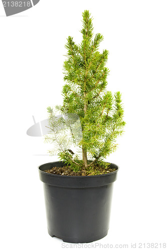 Image of green fir tree in a pot