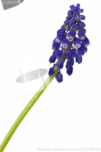 Image of blue flower isolated on white background 