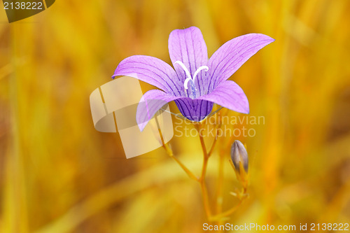 Image of  purple flower