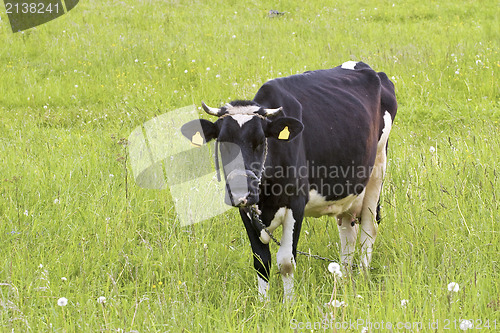 Image of cow