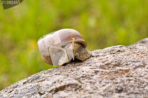 Image of snail crawling on the stone