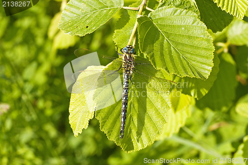 Image of dragon fly