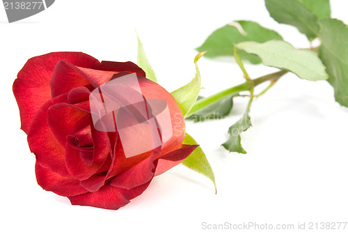Image of beautiful red rose 