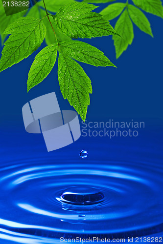 Image of green leaves and blue water drop