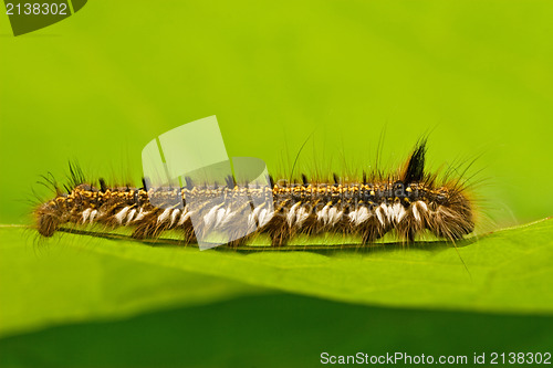 Image of hairy caterpillar crawling on  leaf