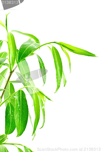 Image of green leafy plant isolated over white