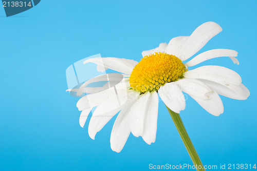 Image of daisy on blue background