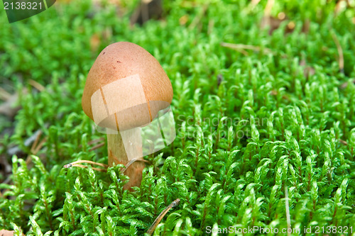 Image of brown toadstool in a moss
