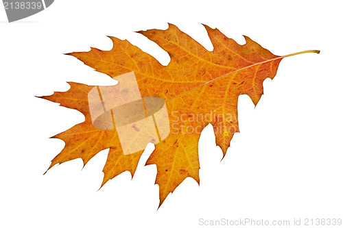 Image of beautiful autumn leaf