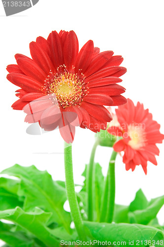 Image of gerbera flower on white background
