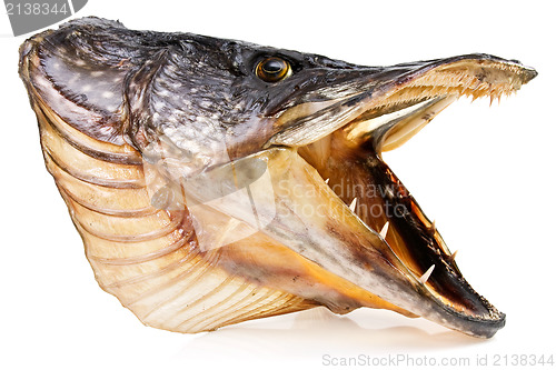 Image of pike fish head over white background