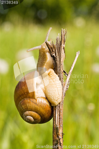 Image of snail  on a branch