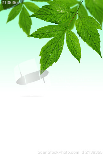 Image of green leaves  with copy-space