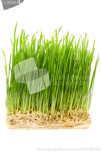 Image of young wheat sprouts