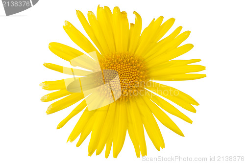 Image of yellow daisy flower