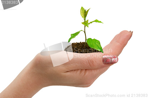 Image of green plant in woman hand