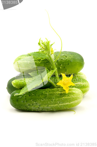 Image of cucumbers with leaves and flower