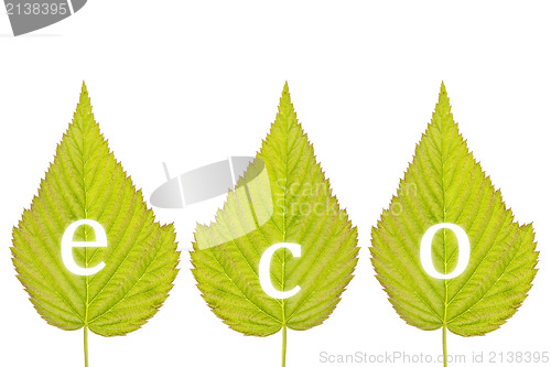 Image of spelling "eco" on green leaves