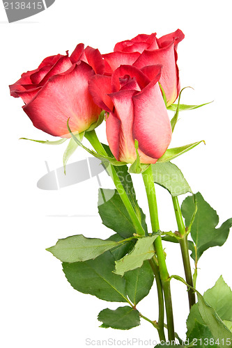 Image of three red roses