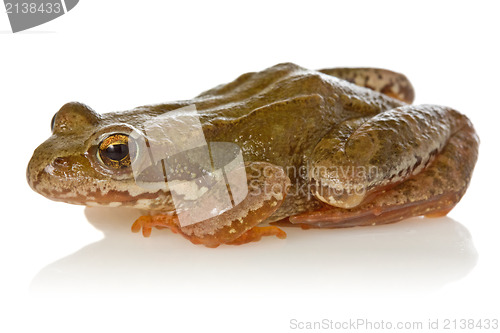 Image of Frog on white background