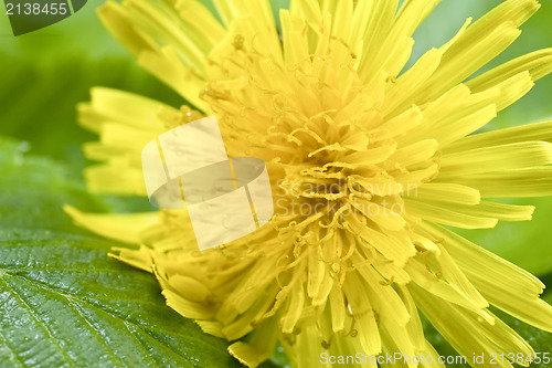 Image of yellow dandelion on a green leaf