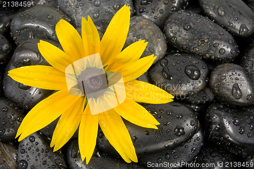 Image of stones and bright yellow flower