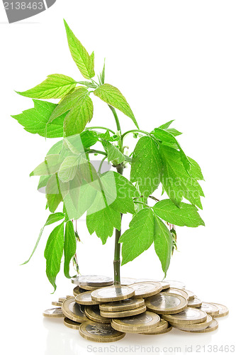 Image of Money Tree