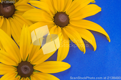 Image of yellow flowers on the blue background