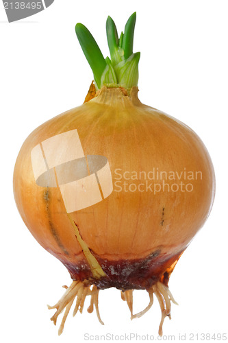 Image of Onion bulb with little green sprouts