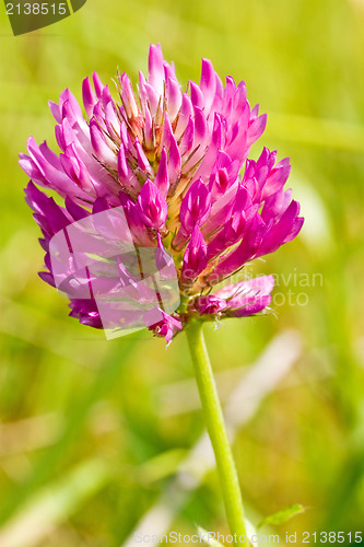 Image of red clover head 