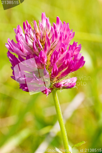Image of red clover head 