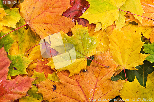 Image of Colored background of fallen leaves